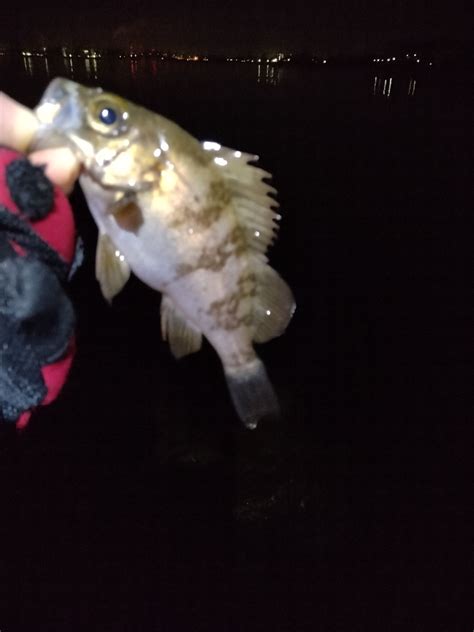 久しぶりです 兵庫県瀬戸内海側 明石西部 メバリング メバル 陸っぱり 釣り・魚釣り 釣果情報サイト カンパリ