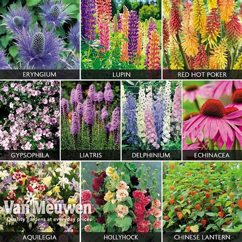 Everlasting Perennial Collection