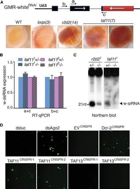 Figure 1 From Taf11 Assembles The Risc Loading Complex To Enhance Rnai