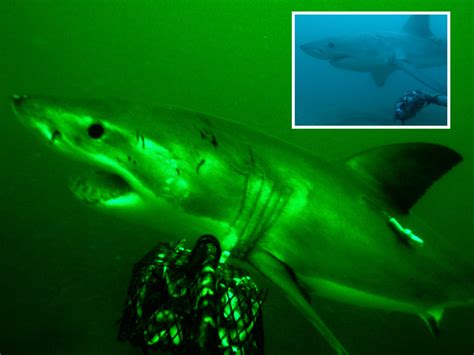 Great White Shark With Scar Covered Face Filmed Leaving Orca Hunting