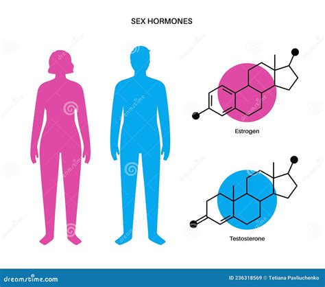 Testosterone Estrogen Progesterone Male And Female Sex Hormones Structural Chemical Formula