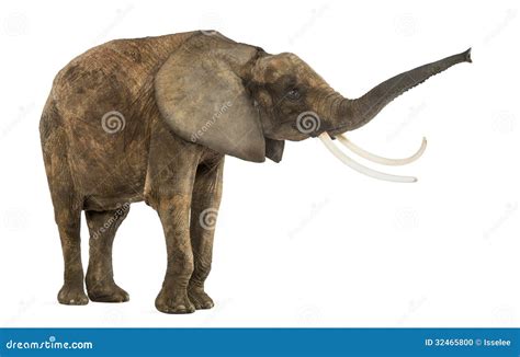 L Phant Africain Debout Soulevant Son Tronc D Isolement Photo Stock