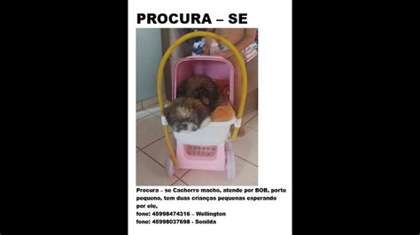 Cachorro Bob Desapareceu No Bairro Cidade Verde CGN O Maior Portal