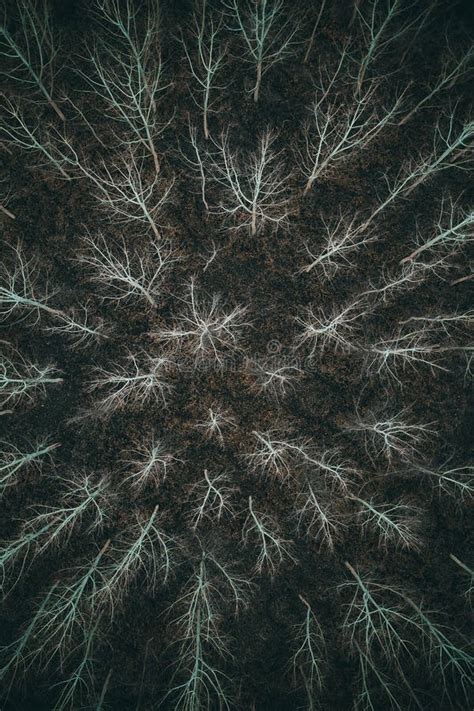 Aerial Top View Of Secluded Wooded Area With Naked Tree Branches In Autumn Stock Image Image