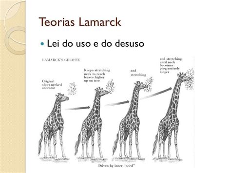 Qual A Teoria Proposta Por Lamarck Qual A Principal Falha
