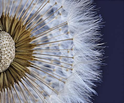 crowd results dandelion seeds  dandelion seed heads nature photo