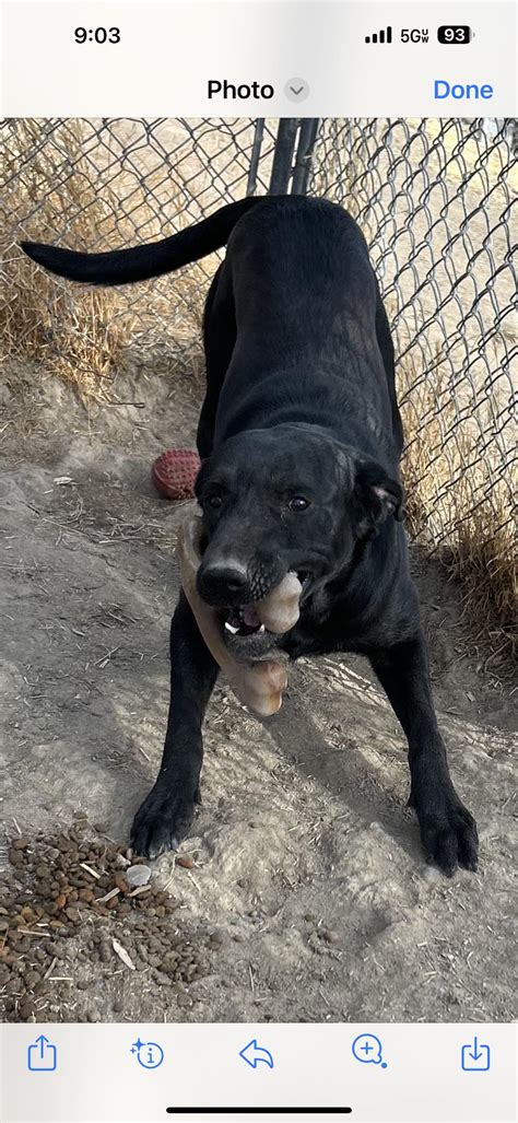 Alpha Canine Sanctuary Bakersfield Ca