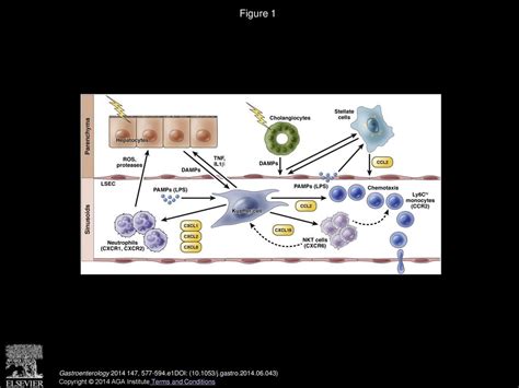 Roles For Chemokines In Liver Disease Ppt Download