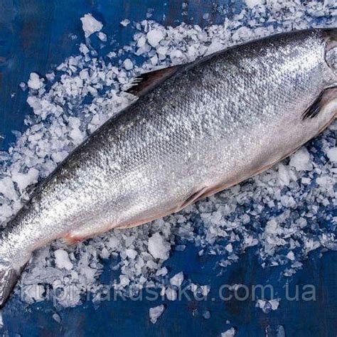 Купить Лосось (семга) потрошеный, Норвегия, цена 435 ₴ — Prom.ua (ID ...