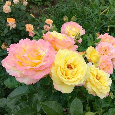 😍Жовтий колір чудовий! Це колір тепла, меду та яскравого сонця. І ...