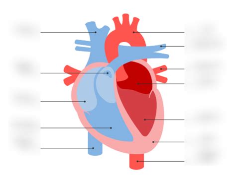 Labeled Heart Diagram | Quizlet