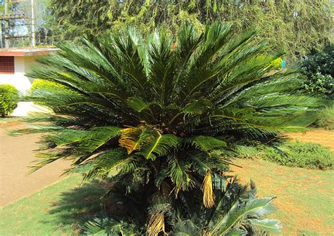 10 Plants That Look Like Palm Trees But Are Not