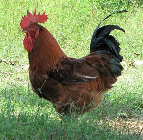 Creating Sex Links Backyard Chickens Learn How To Raise Chickens