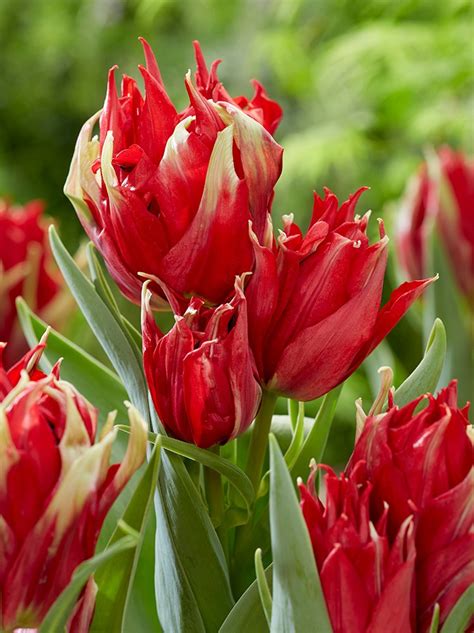 Tulpe Tulipa Lily Flowering Red Spider Blumenzwiebeln Und