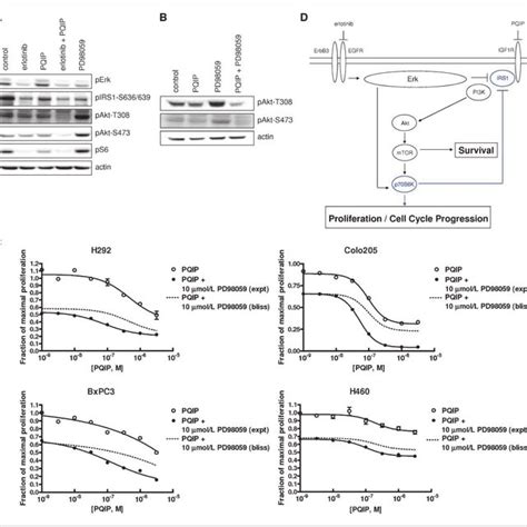 Inhibition of the MAPK pathway promotes Akt phosphorylation and cell ... 