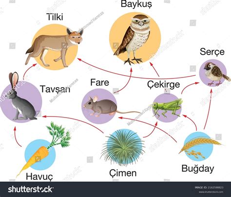 Food Chain Zoo Biology Food Pyramid Stok Vektör Telifsiz 2162598823