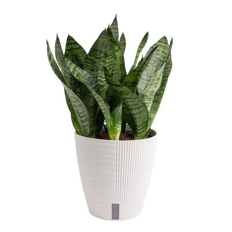 Costa Farms 12-18" Tall Snake Plant Zeylanica Bright Indirect Sunlight