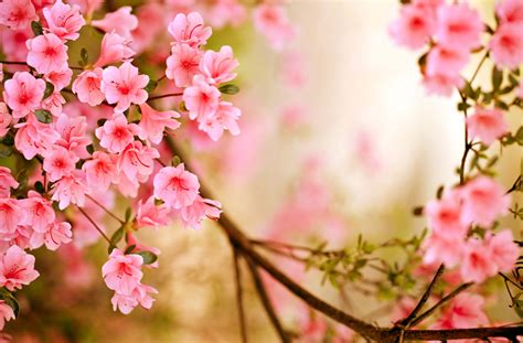 Season Spring Wallpapers - Wallpaper Cave