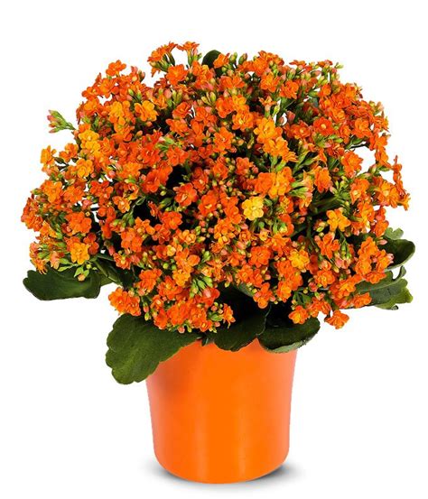 Orange Kalanchoe Plant At From You Flowers