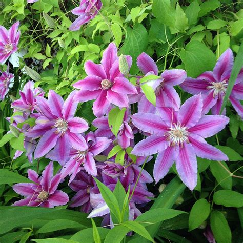 Nelly Moser Clematis Vine American Meadows