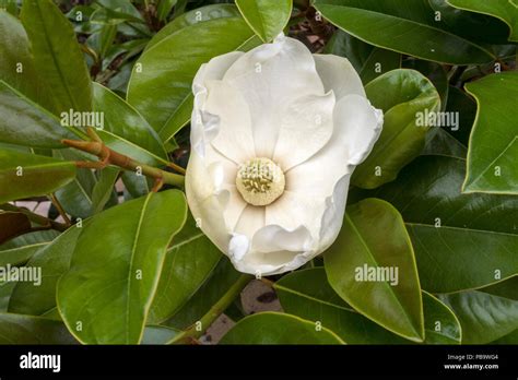 Large Fragrant Flower And Glossy Leaves Of Magnolia Grandiflora