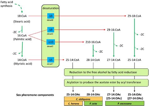 Schematic Outlining The Likely Biosynthetic Routes Of The Sex Pheromone
