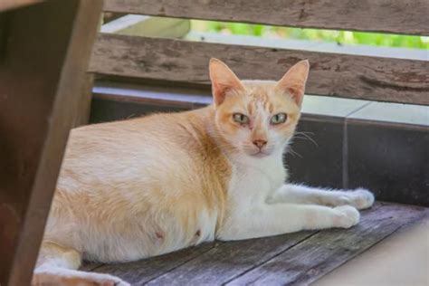 ¿cómo Se Reproducen Los Gatos Explicación De La Reproducción En