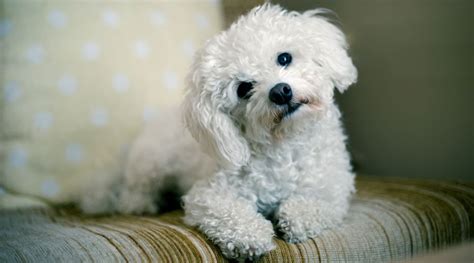 Why Do Dogs Tilt Their Heads