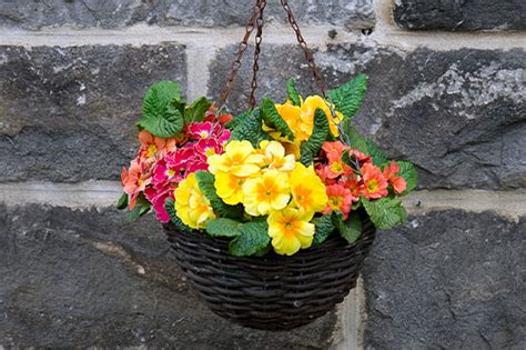 Top 3 Annuals For Hanging Baskets Blog