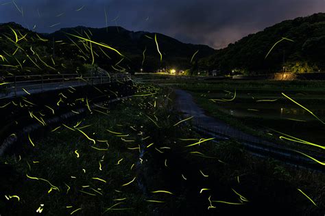 福岡ほたるガイド2025 | Fukuoka Now
