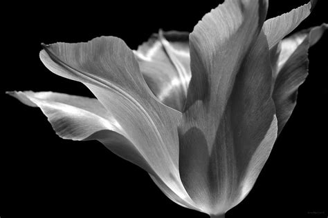 Free Flower Black And White Download Free Flower Black And White Png