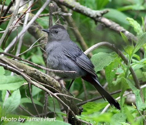 Gray Catbird State Of Tennessee Wildlife Resources Agency