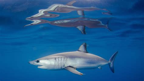 Shortfin Mako Shark Wallpapers Wallpaper Cave