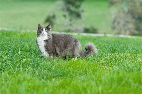 Cute Grey Cat Outside In The Grass By Stocksy Contributor Gillian