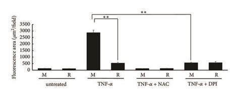 Apoptosis by TNF-α stimulation. Each cell line was treated with ...