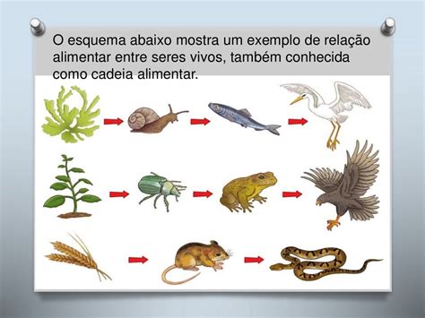 Represente Essa Cadeia Alimentar Incluindo Os Decompositores