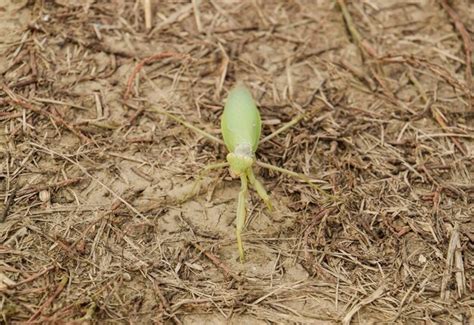 Mantis on the ground mantis looking at the camera mantis insect ...