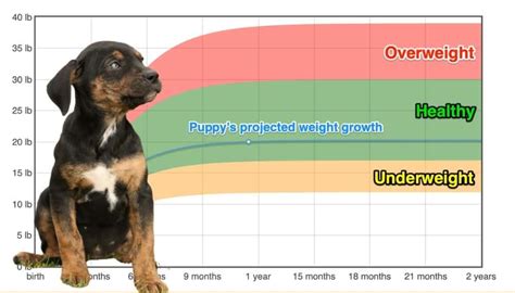 Catahoula Leopard Dog Weight+Growth Chart 2023 - How Heavy Will My Catahoula Leopard Dog Weigh ...