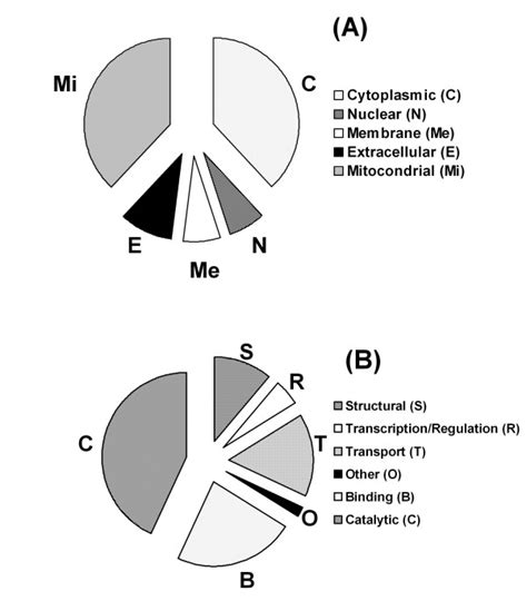 Subcellular localization and molecular functions. Subcellular ...