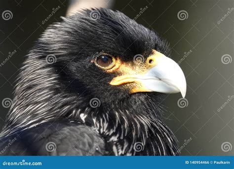 striated caracara stock photo image  feather hawk