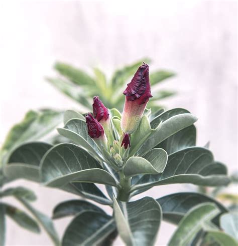 Adenium Obesum Blooming Stock Photo Image Of Closeup