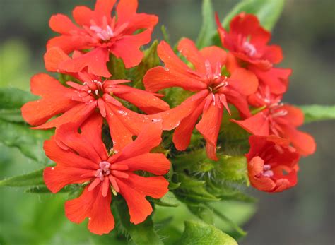 Купить семена Лихнис Lychnis Molten Lava в Москве: доставка семян по ...