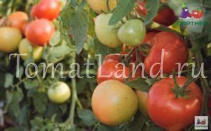 Томаты фирмы Партнер | tomatland.ru