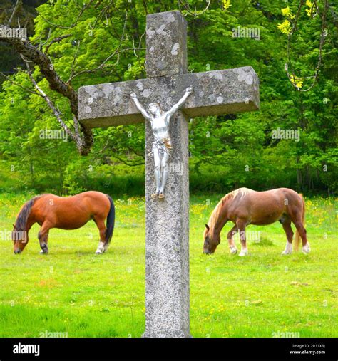 Black Forest Cold Blood Stock Photo - Alamy