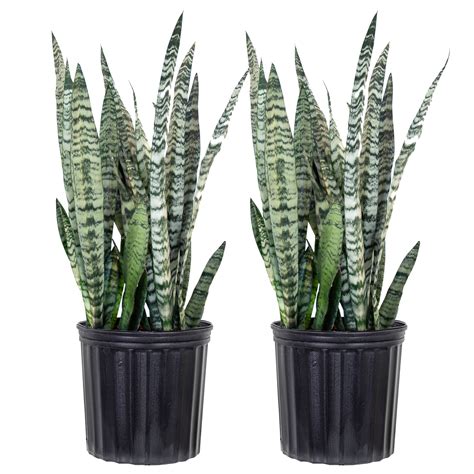 United Nursery Live Sansevieria Zeylanica Snake Plant Indoor Houseplant