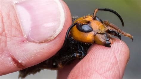 Additional Asian Giant Hornet Traps Set In Bellingham