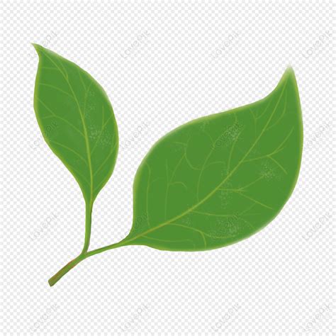 나뭇잎 일러스트 Png (Rf1B6H8)
