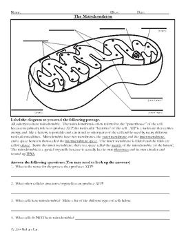 !!TOP!! Chloroplast And Mitochondria Coloring Worksheet Answer Key Coub
