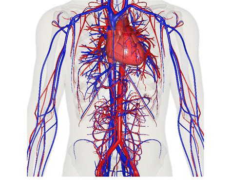 Circulatory System - Circulatory System