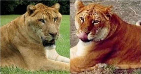 "Ligers and Tigons" and other Big Cats - Facebook